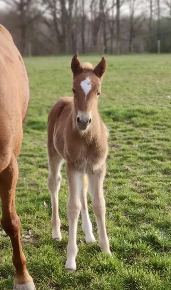 Pension complète cheval près de La-Queue-en-Brie