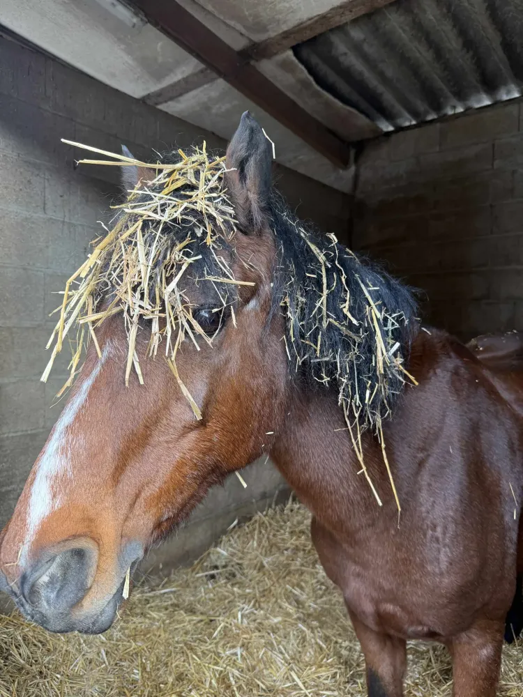 Écurie de propriétaire près de La-Queue-en-Brie